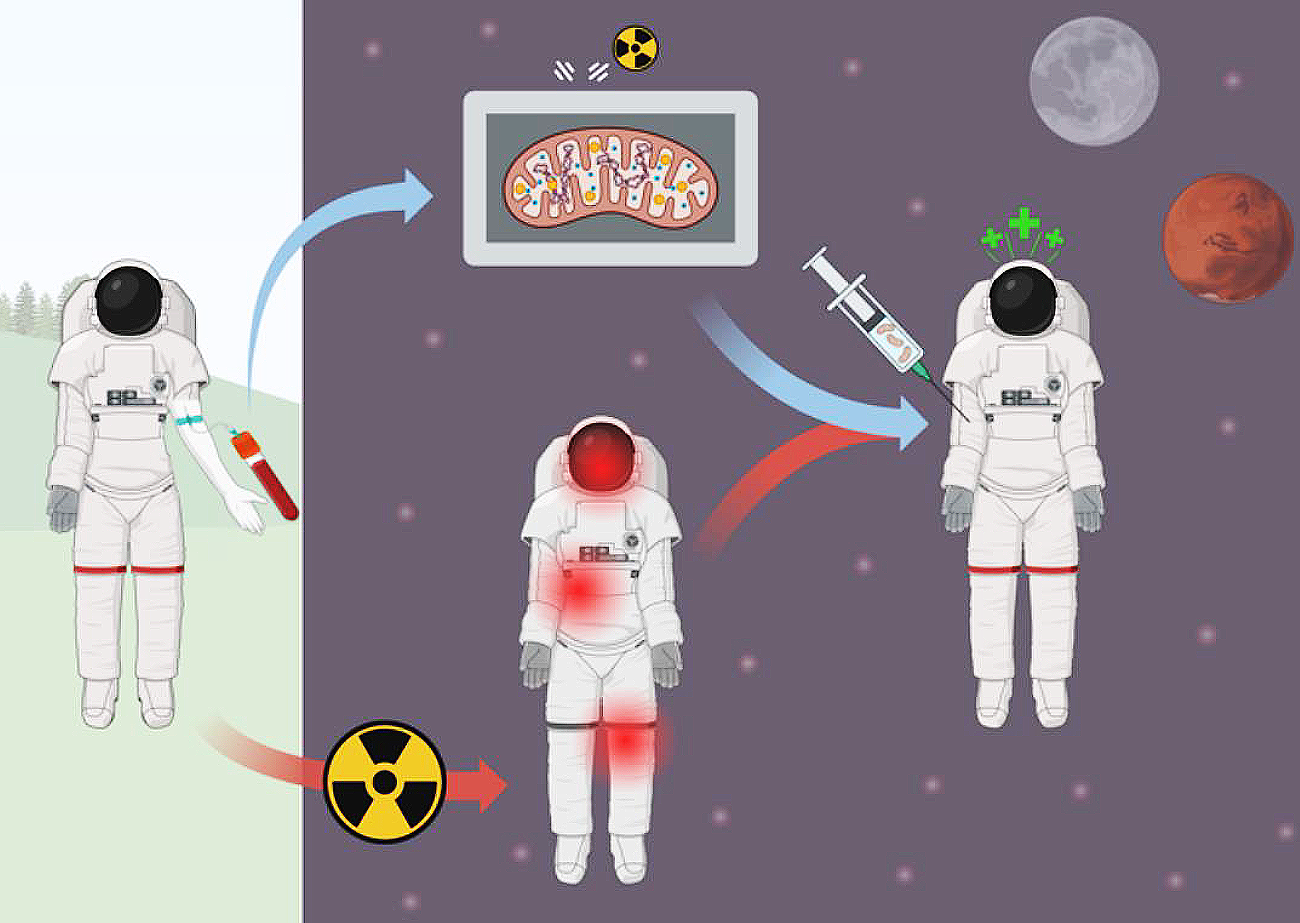 Artist concept highlighting the novel approach proposed by the 2025 NIAC awarded selection of the MitoMars: Targeted Mitochondria Replacement Therapy to Boost Deep Space Endurance concept.