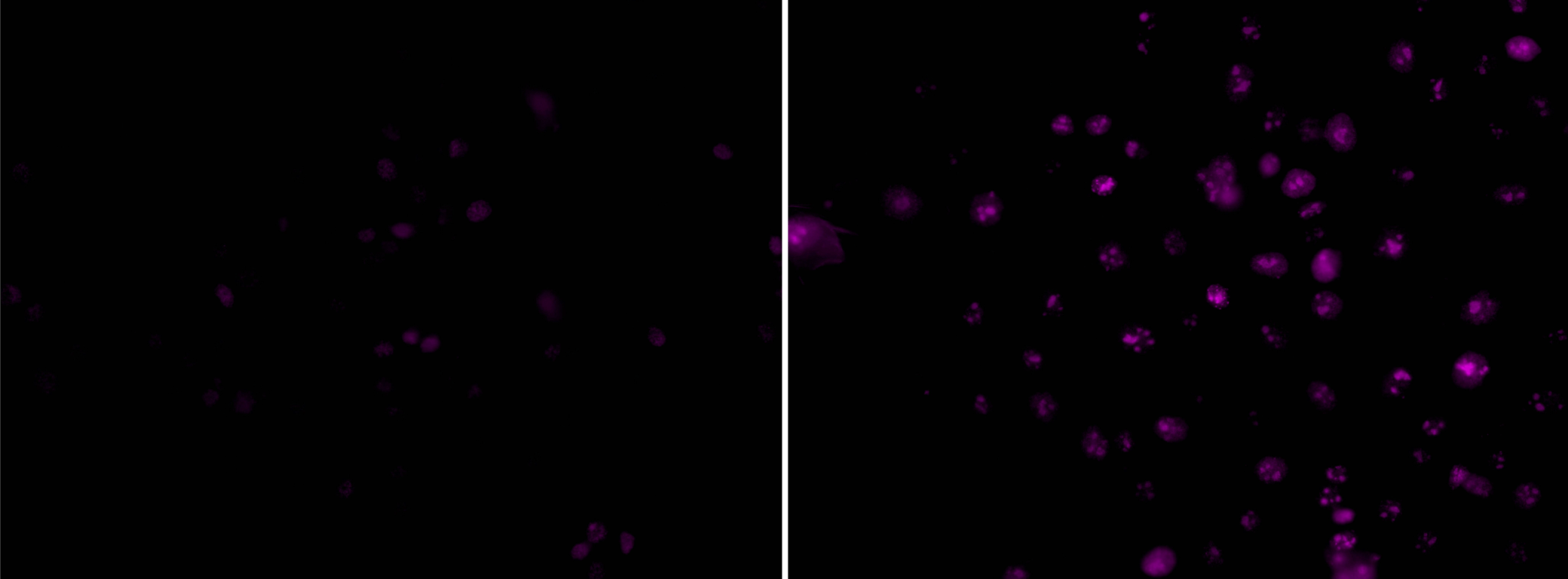 Two side-by-side fluorescent images compare cells exposed to microgravity (left) and Earth’s gravity (right). Both images feature cells stained with dye that highlights their nuclei in violet against a black background. The microgravity image shows dimmer staining and fewer cells, indicating reduced proliferation and reduced nuclei size. In contrast, the ground control image displays brighter staining with larger, more pronounced nuclei, reflecting healthier cell growth and proliferation under normal gravity conditions.