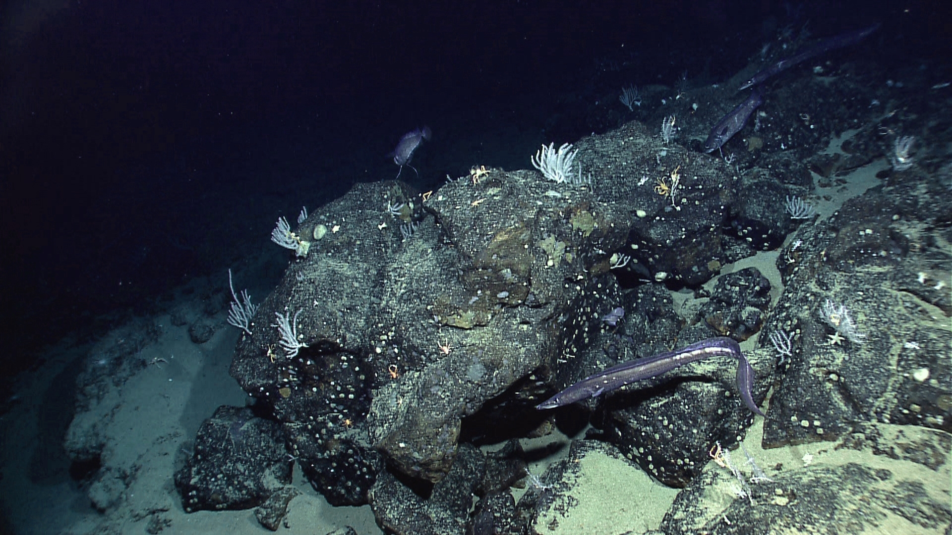 Located off the coast of Ecuador, Paramount seamount