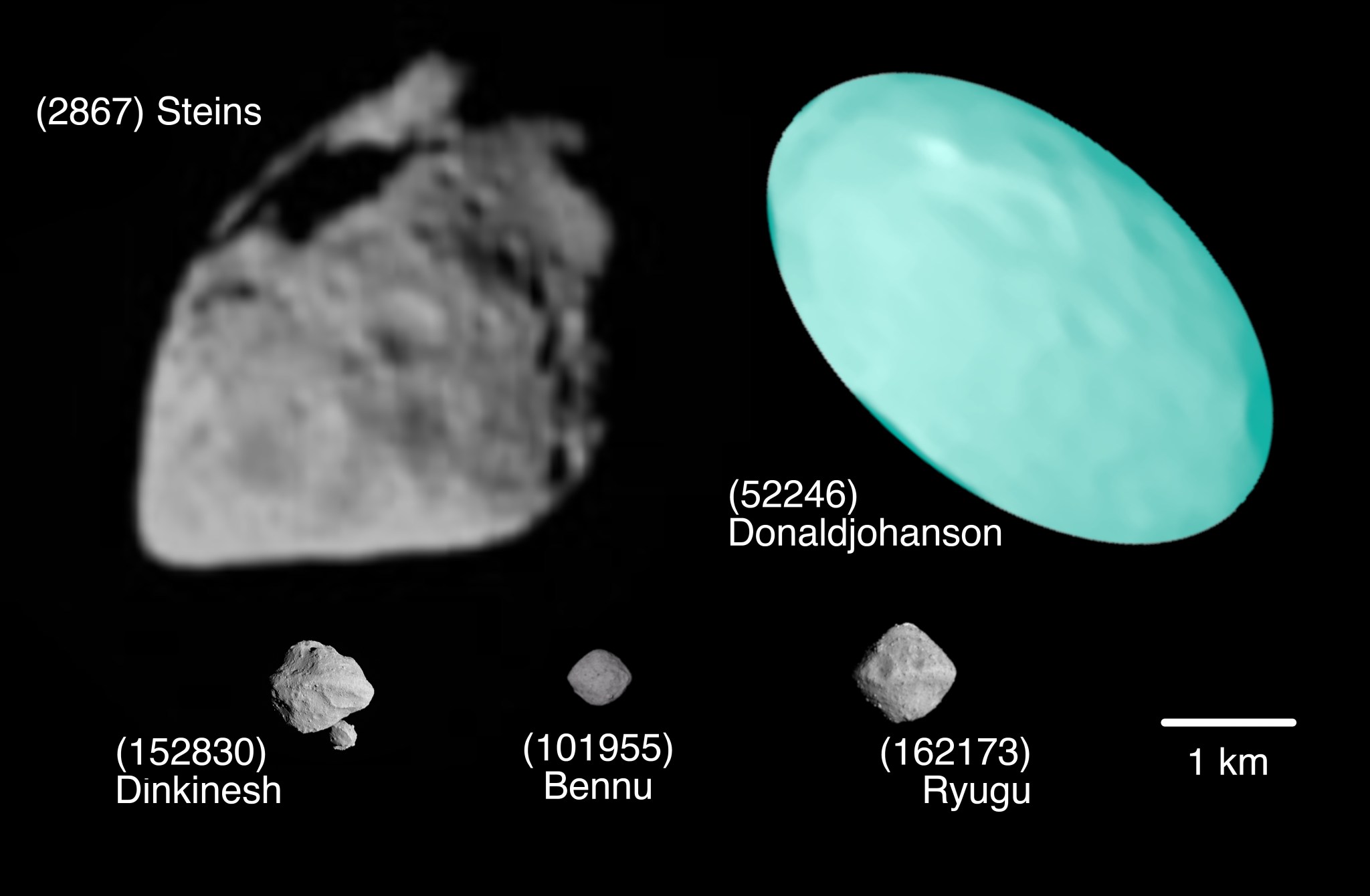 Comparison graphic of asteroid Donaldjohanson, shown as a blue oval on the right, to other asteroids. Asteroid Steins is shown on the left and is a similar size to Donaldjohanson. Dinkinesh, Bennu, and Ryugu are much smaller and displayed in that order from left to right below.  