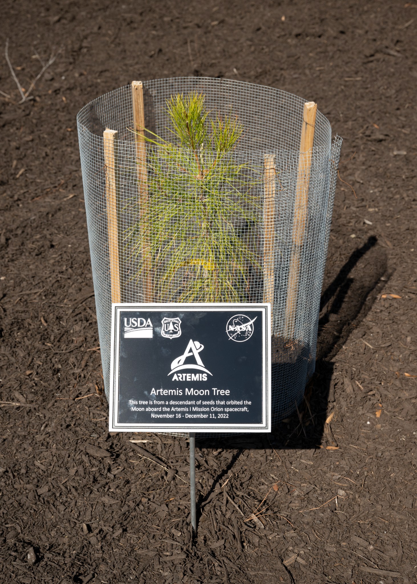 NASA Langley's Artemis Moon Tree is a loblolly pine.